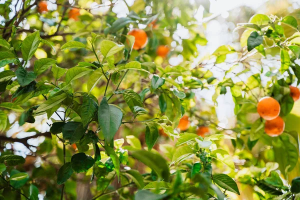 Ripe Mandarin Oranges Hanging Tree Branches Close Low Angle Photo — стоковое фото