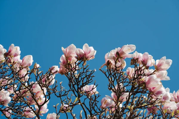 Цветущая Розовая Магнолия Против Неба — стоковое фото