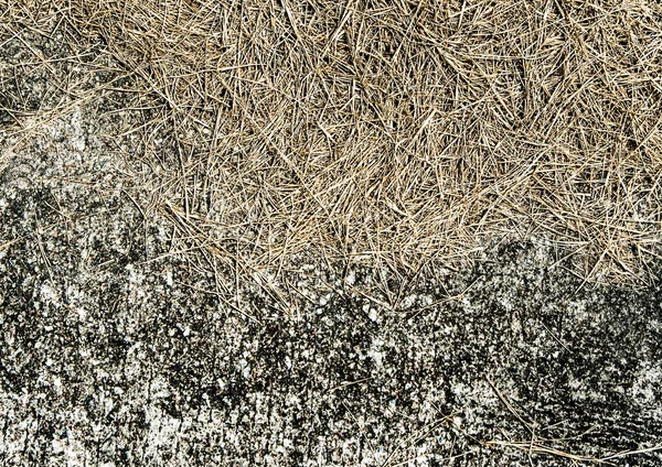 コンクリートの床に干物が落ちる — ストック写真