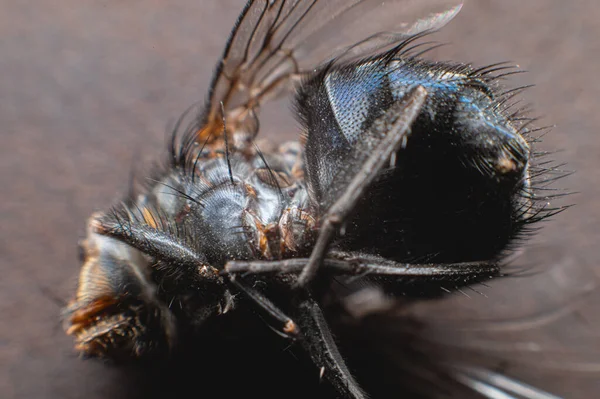 Extremely Close Dead Fly Covered Dust Particles Shallow Depth Field — Stockfoto