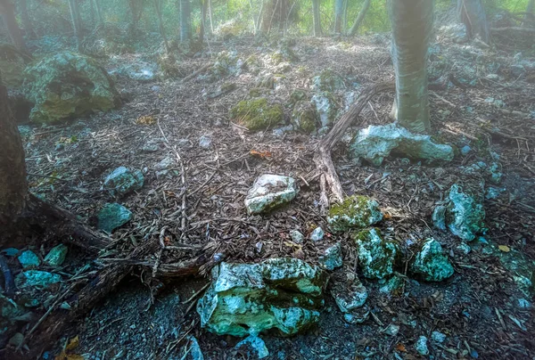 Vue Intérieure Forêt Mystique Paysage Pittoresque Brumeux — Photo