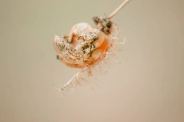 Passiflora Foetida Αποξηραμένα Αμπέλια Εξακολουθεί Έχει Τρίχες Στα Φρούτα — Φωτογραφία Αρχείου