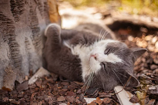 Lindo Gato Duerme Aire Libre — Foto de Stock