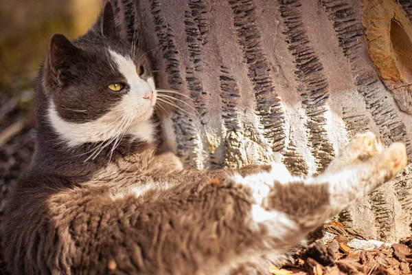 Roztomilý Kočka Hledá Venku — Stock fotografie