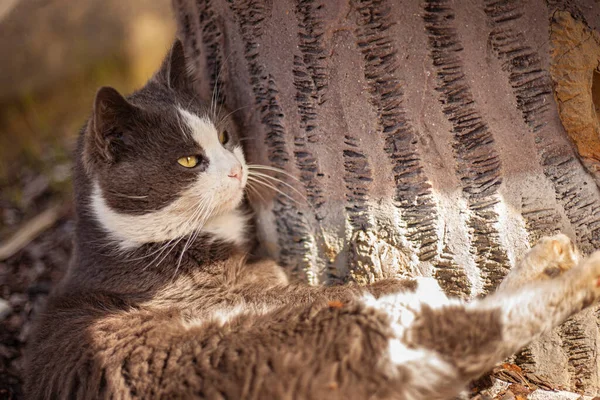 Roztomilý Kočka Hledá Venku — Stock fotografie