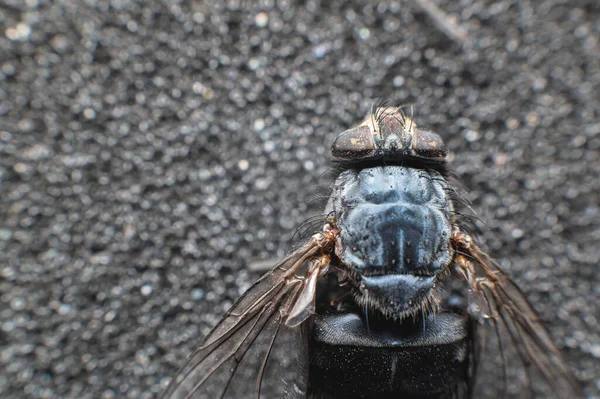Extreme Nahaufnahme Einer Toten Fliege Die Mit Staubpartikeln Bedeckt Ist — Stockfoto