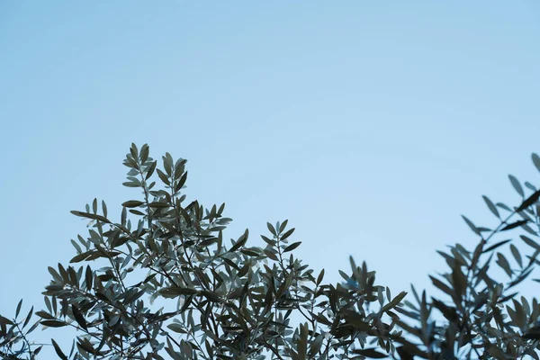 Оливкові Гілки Проти Блакитного Неба — стокове фото