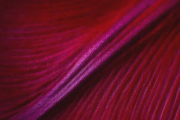 Makro Jasne Zbliżenie Płatka Kwiatu Kolorze Różowym Streszczenie Kwiat Płatek — Zdjęcie stockowe