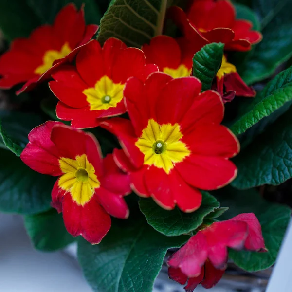 五颜六色的报春花放在罐子里 在农民市场上出售 红色的报春花在花坛上 作为花园的装饰 — 图库照片