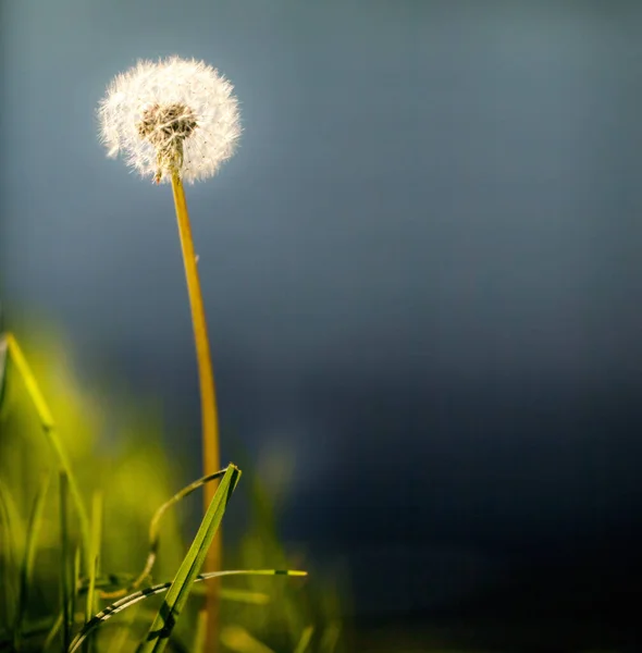 Pampeliška Květina Zblízka — Stock fotografie