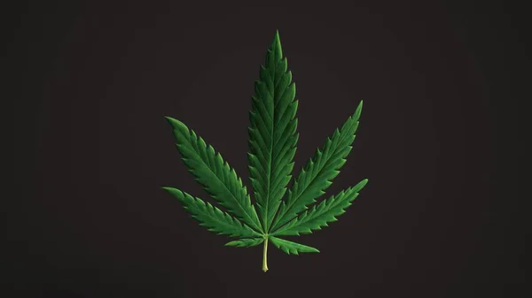 Bella Foglia Verde Cannabis Loop Sfondo Foglia Realistica Luma Matte — Foto Stock
