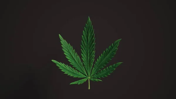 Piękny Zielony Liście Marihuany Liść Tła Pętli Realistyczne Luma Matte — Zdjęcie stockowe