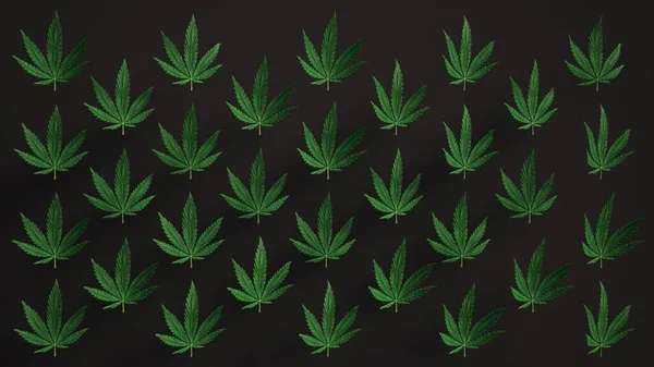 Härligt Gröna Cannabis Blad Loop Bakgrund Löv Realistisk Luma Matt — Stockfoto
