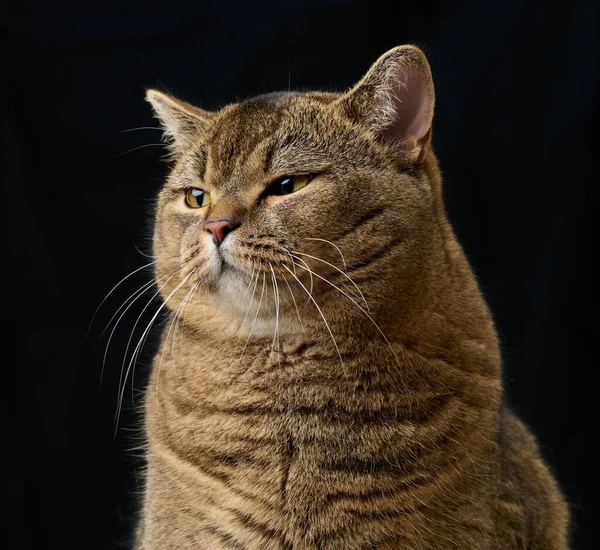 成年灰猫苏格兰直坐在黑色背景上 悲伤和愤怒的口吻 眼睛搞砸了 — 图库照片