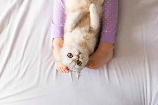 Lindo Gato Británico Blanco Descansando Casa Cama Entre Pies Niños — Foto de Stock
