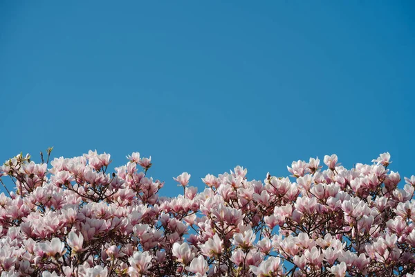 Красивые Цветущие Цветы Магнолии Цветочная Концепция — стоковое фото