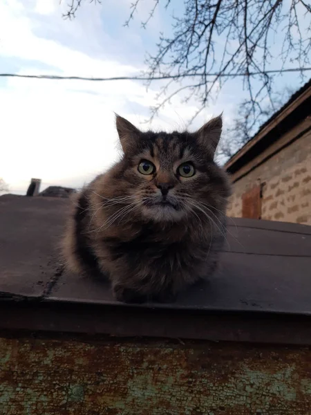 車のガレージの屋根の上にヤード猫 — ストック写真