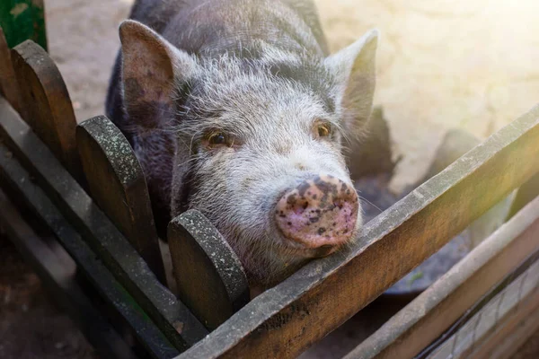 Ein Neugieriges Schwarzes Schwein Steht Einer Hölzernen Koppel Auf Einem — Stockfoto