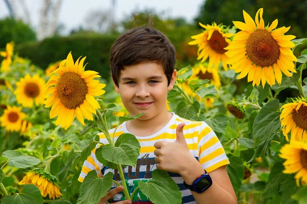 Smiling Boy Stands Sunflower Flowers Showing Thumb — Stock Photo, Image
