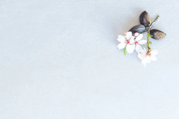 Composición Del Tallo Con Dos Flores Almendras Tres Almendras Esquina —  Fotos de Stock