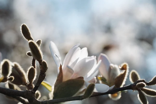 美しい咲くマグノリアの花 花のコンセプト — ストック写真