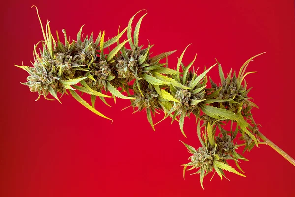 Cannabispflanze Rot Auf Hintergrund — Stockfoto