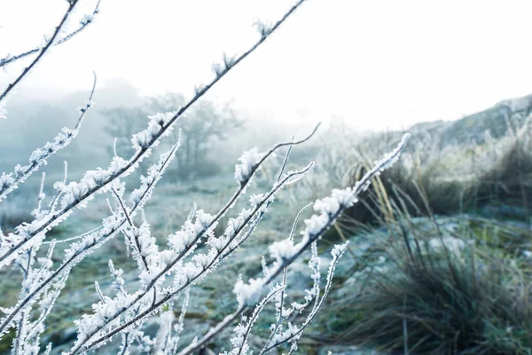 Frosty Bush Vista Fondo —  Fotos de Stock
