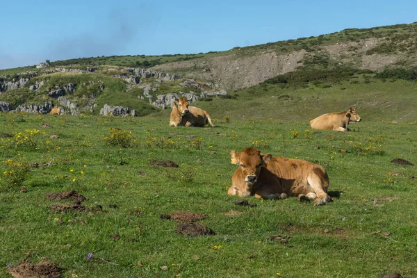Αγελάδες Ξαπλωμένες Στο Πράσινο Γρασίδι — Φωτογραφία Αρχείου