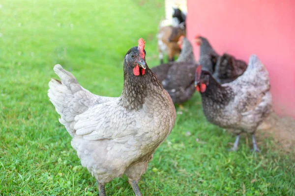 Group Chickens Background View — Stock Photo, Image