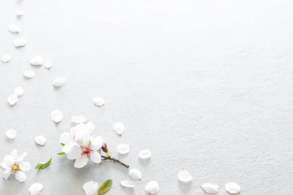 Zusammensetzung Von Mandelblüten Vordergrund Und Verstreuten Blütenblättern Auf Strukturiertem Grauen — Stockfoto