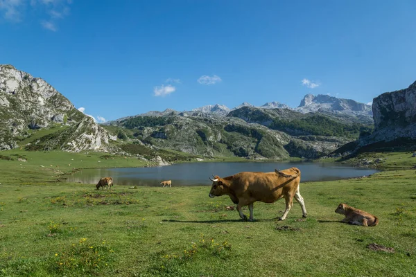 Vaca Com Vitelo Pastando Nos Lagos Covadonga Espanha — Fotografia de Stock
