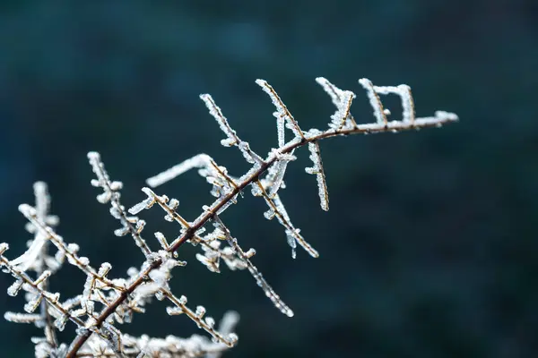 Congelado Arbusto Detalhe Fundo Vista — Fotografia de Stock