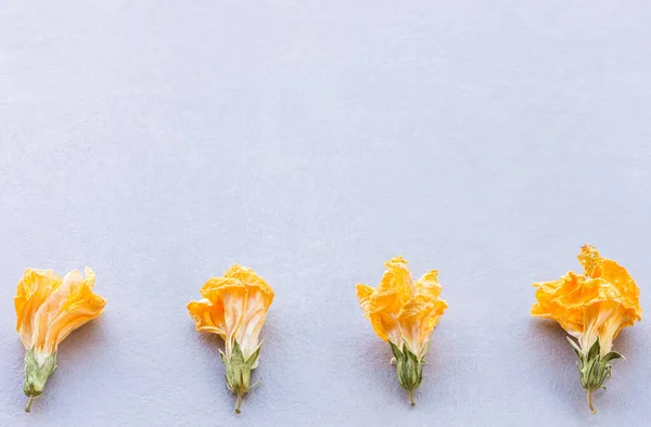Getrocknete Blumen Hintergrund Ansicht — Stockfoto