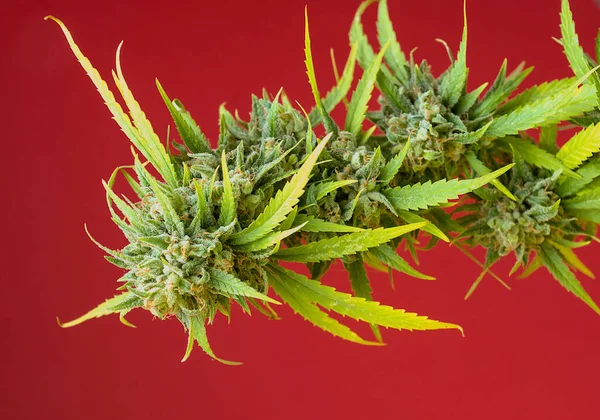 Cannabis Planta Fundo Vermelho — Fotografia de Stock