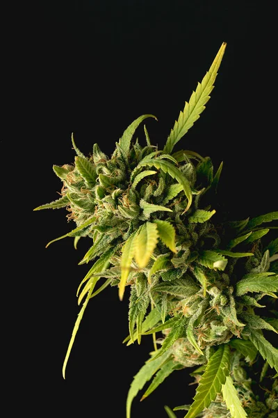 Planta Cannabis Fondo Negro Vista Cerca — Foto de Stock