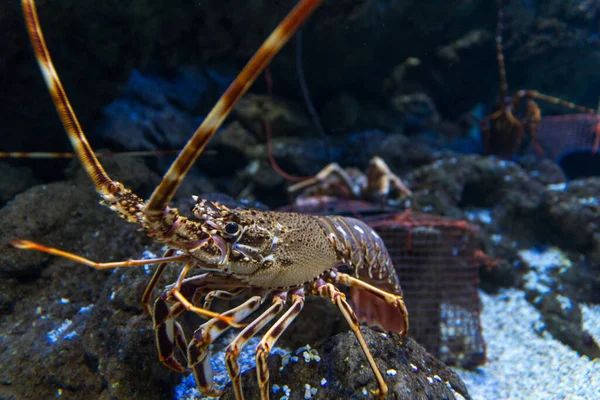 Live Lobster Amazing Underwater World Concept — Stock Photo, Image