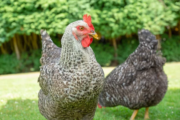 Profile Hens Background View — Stock Photo, Image