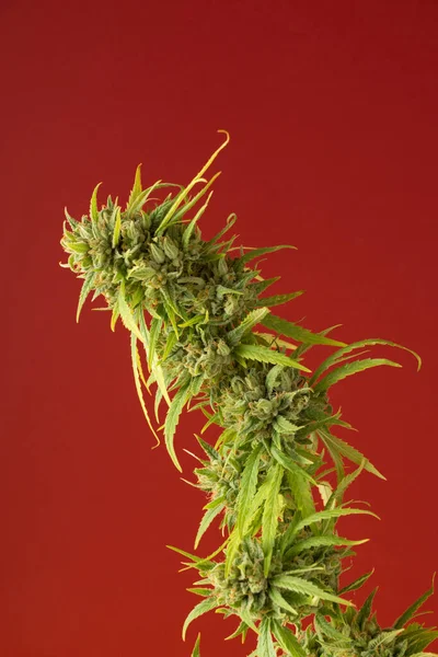 Cannabis Planta Fundo Vermelho — Fotografia de Stock