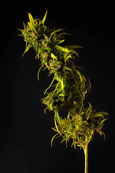 Cannabis Planta Fundo Preto — Fotografia de Stock