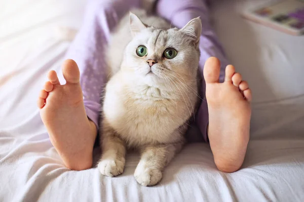 Χαριτωμένο Λευκό Βρετανική Γάτα Αναπαύεται Στο Σπίτι Στο Κρεβάτι Μεταξύ — Φωτογραφία Αρχείου