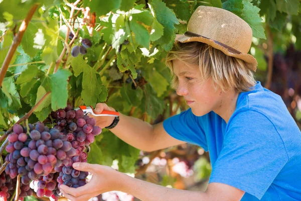 Young Worker Picking Grapes Vineyard — Foto Stock