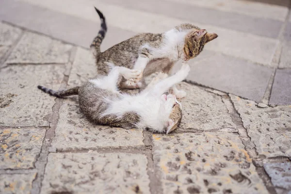 แมวบนถนนของ Kotor องท แมวในมอนเตเนโกร — ภาพถ่ายสต็อก