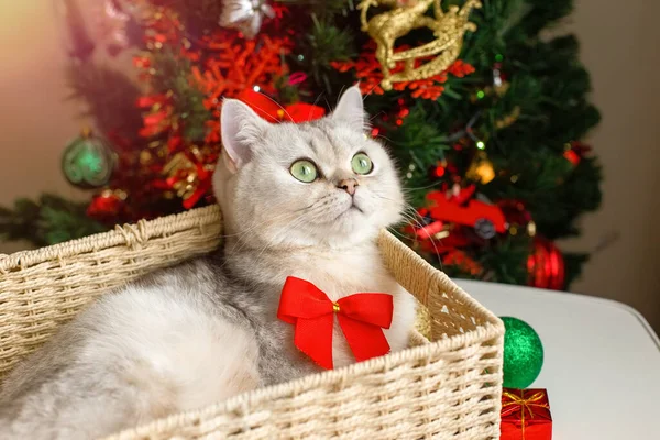 一只可爱的白猫躺在圣诞树旁的柳条篮里 — 图库照片