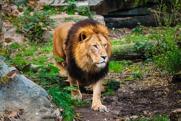 Λιοντάρι Στο Δάσος Ζούγκλα Στη Φύση — Φωτογραφία Αρχείου