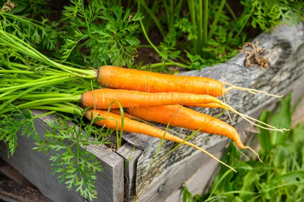 Fresh Juicy Carrots Leaves — Stock Photo, Image