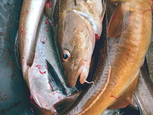 Freshly Killed Cod Fish Plastic Box Little Bloody Water Draining — Stock Photo, Image