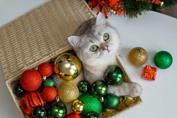 一只白猫躺在圣诞树旁的柳条筐里 躺在五彩缤纷的圣诞球里 — 图库照片