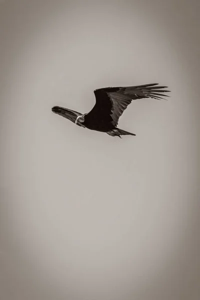 Tropical Black Turkey Vulture Cathartes Πτήση — Φωτογραφία Αρχείου