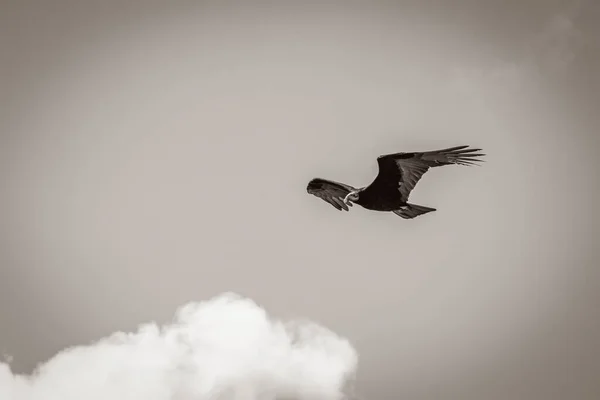 Tropical Black Turkey Vulture Cathartes Flight — Stock Photo, Image
