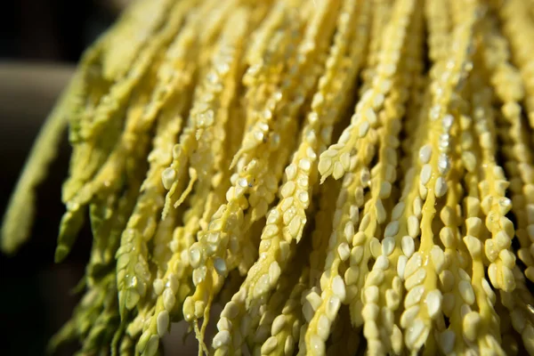 Garland Dew Drops Areca Palm Seeds Morning Winter Season — Stock Photo, Image